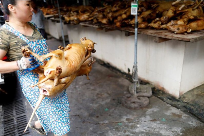 Lễ hội thịt chó lớn nhất Trung Quốc gặp phải chỉ trích dữ dội giữa dịch Covid -19 - Ảnh 1.