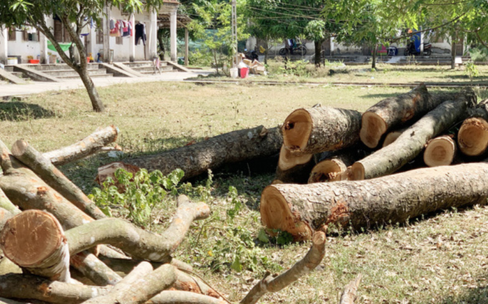 Một trường học bị kiểm điểm do chặt cây cổ thụ đang tươi tốt trong khuôn viên nhà trường - Ảnh 2.