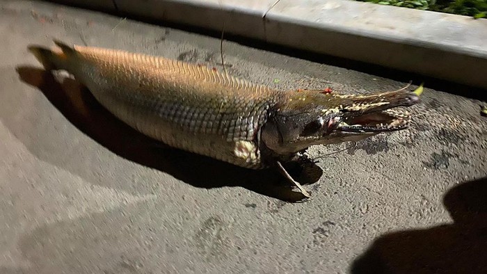 Kinh hãi phát hiện cá sấu hỏa tiễn trong Công viên Thống Nhất - Ảnh 2.