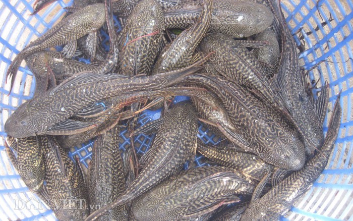 Khoái khẩu với món cá lau kiếng lạ miệng ở miền Tây  - Ảnh 1.