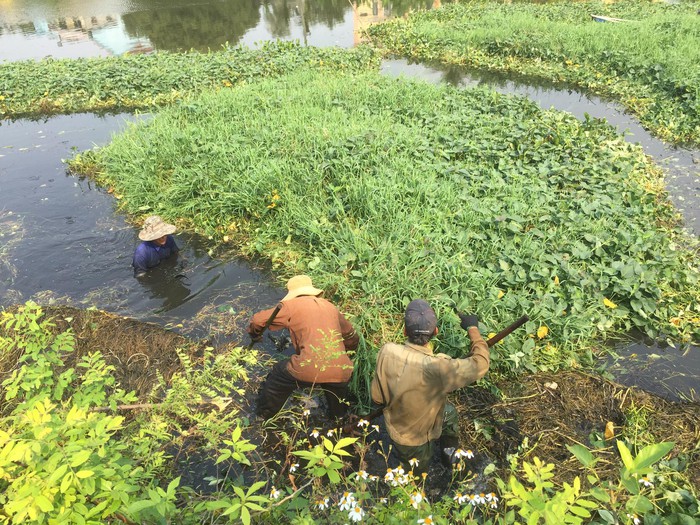 Khát khao giữ gìn loài sen cổ đất cố đô - Ảnh 3.