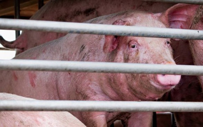 Bệnh cúm lợn H1N1 chủng virus mới G4 EA H1N1 có thể lây lan sang người
