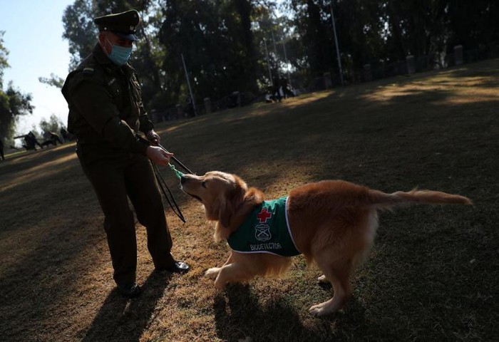 Cảnh sát Chile huấn luyện chó đánh hơi Covid-19 - Ảnh 1.