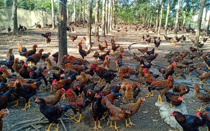 Hiệu quả mô hình nuôi gà thả vườn