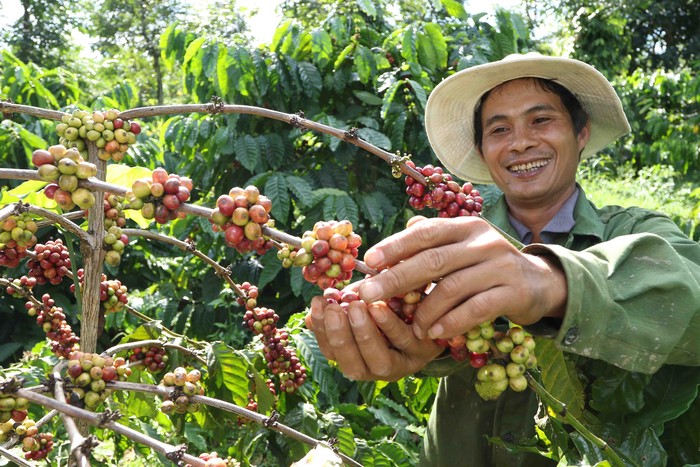 Dự án hỗ trợ kỹ thuật canh tác bền vững và tái canh cây cà phê cho hơn 230.000 nông dân trồng cà phê tại các tỉnh Tây Nguyên thông qua dự án Nescafé Plan