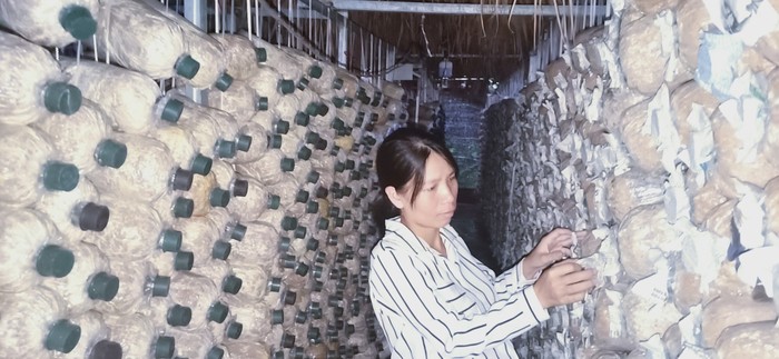 Gây dựng trang trại nấm hữu cơ từ vẻn vẹn 40 triệu đồng vay tín chấp  - Ảnh 1.
