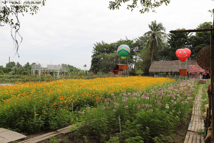 Nghỉ Tết dương lịch 2021: Người Sài Gòn đua nhau đến cánh đồng hoa mới nổi vừa gần vừa đẹp - Ảnh 6.