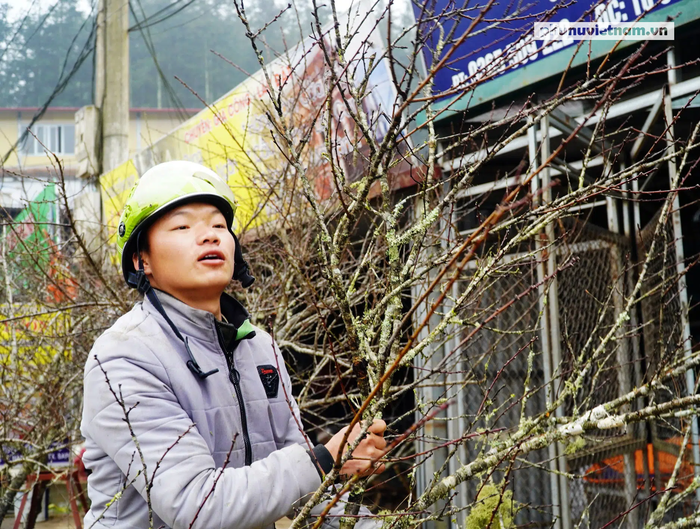 “Lào Cai không có đào rừng, việc mua bán diễn ra bình thường” - Ảnh 6.