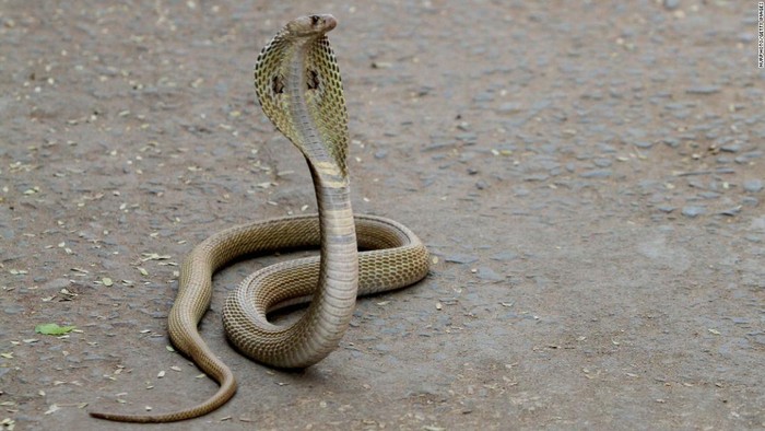 Ấn Độ: Chồng 3 lần dùng rắn giết hại vợ thiểu năng  - Ảnh 2.