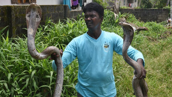 Ấn Độ: Chồng 3 lần dùng rắn giết vợ thiểu năng  - Ảnh 3.