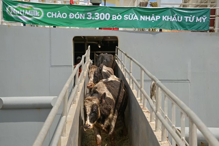 Tăng tốc sau dịch, Nutifood nhập 3300 bò sữa thuần chủng từ Mỹ - Ảnh 1.