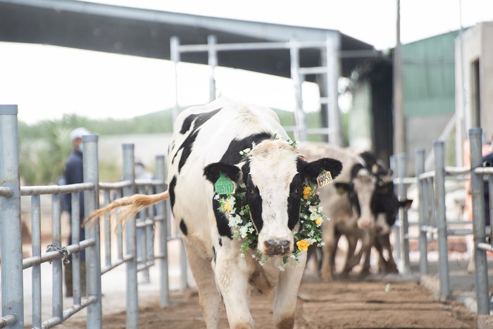 Tăng tốc sau dịch, Nutifood nhập 3300 bò sữa thuần chủng từ Mỹ - Ảnh 4.