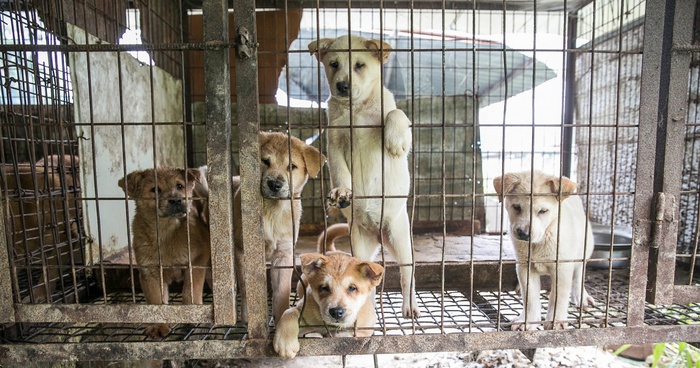 Mỗi năm tại Việt Nam có khoảng 5 triệu con chó và 1 triệu con mèo bị giết thịt (ảnh minh họa)