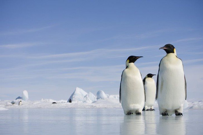 Những loài vật chịu được lạnh khủng khiếp nhất hành tinh - Ảnh 1.