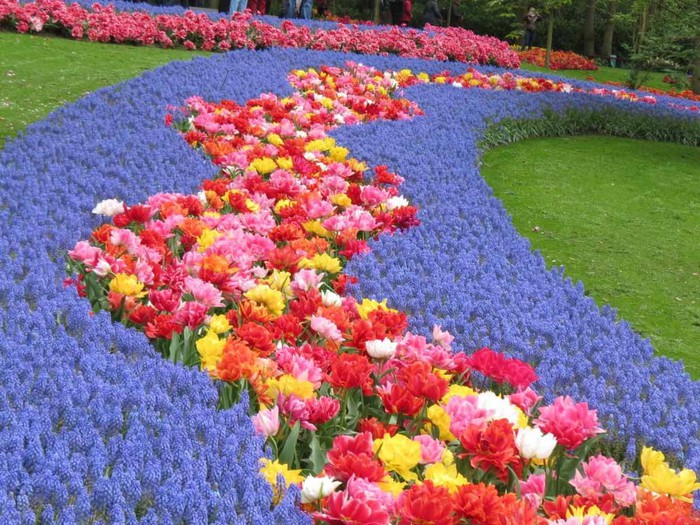 Lời hẹn từ Keukenhof - Ảnh 3.