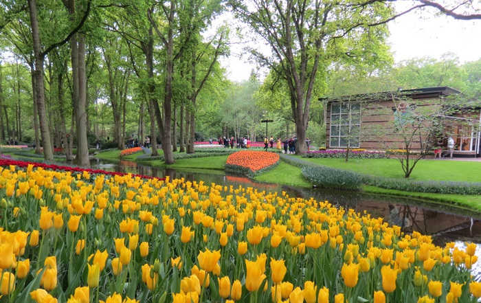 Lời hẹn từ Keukenhof - Ảnh 1.