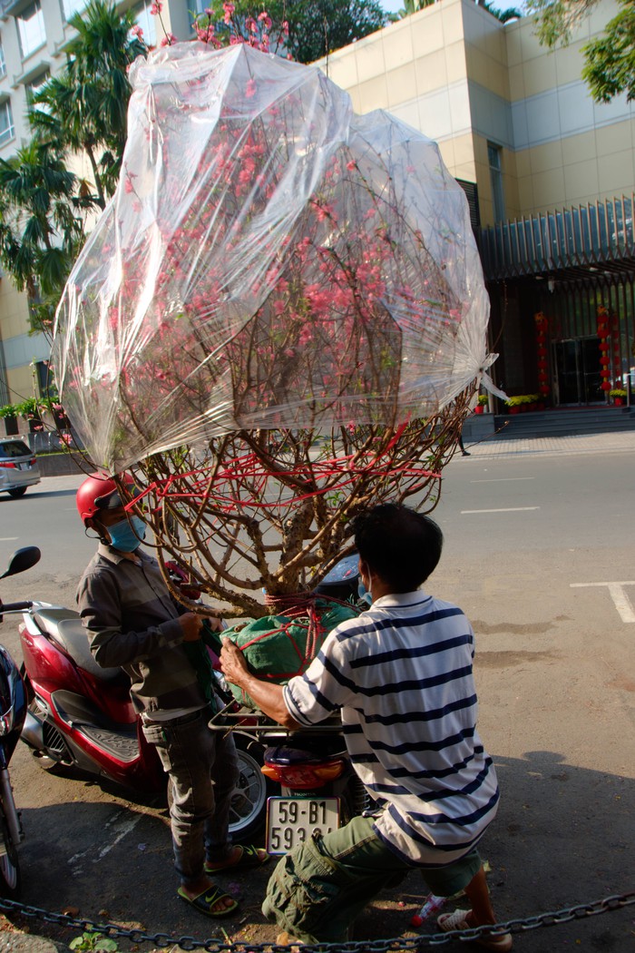 Một người hớn hở chuyển chậu hoa đào vừa bán được cho khách dù chỉ 1 triệu đồng so với giá 2,5 triệu trong điều kiện bình thường