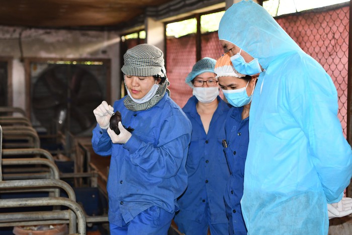 Lần đầu tiên tại Việt Nam nhân bản thành công lợn Ỉ từ tế bào soma mô tai - Ảnh 1.