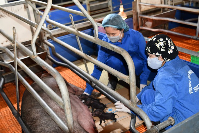 Lần đầu tiên tại Việt Nam nhân bản thành công lợn Ỉ từ tế bào soma mô tai - Ảnh 2.