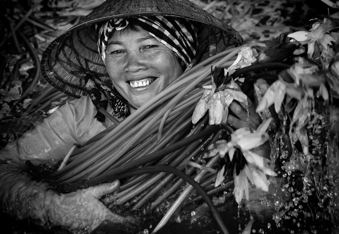 Một nữ nông dân ở An Giang đang thu hoạch hoa súng tại ao nhà mình