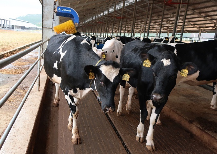 Vinamilk nhập khẩu hơn 2.100 bò sữa HF thuần chủng từ Mỹ - Ảnh 2.