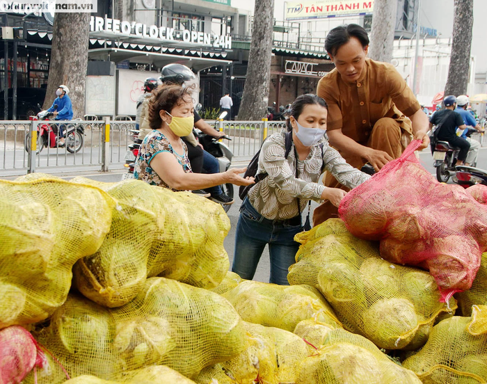 Bỏ công cắt gọt, rao bán 8 tấn bắp cải ở trung tâm Sài Gòn - Ảnh 1.