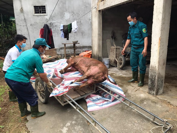 Nghệ An: Dân vứt xác lợn chết ra môi trường bốc mùi hôi thối - Ảnh 2.