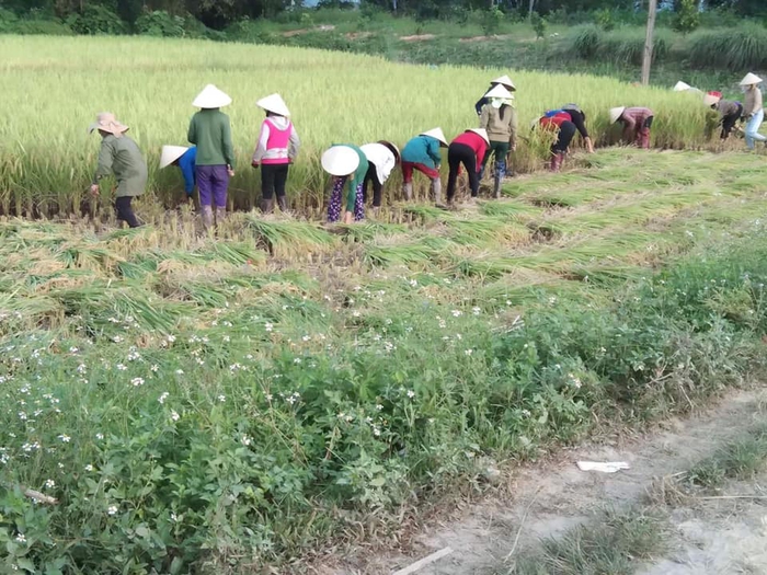 Nghệ An: Hội viên phụ nữ chung tay gặt lúa giúp gia đình khó khăn - Ảnh 1.