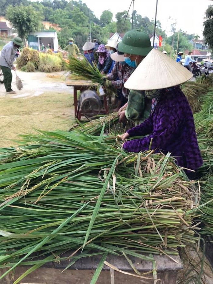 Nghệ An: Hội viên phụ nữ chung tay gặt lúa giúp gia đình khó khăn - Ảnh 3.