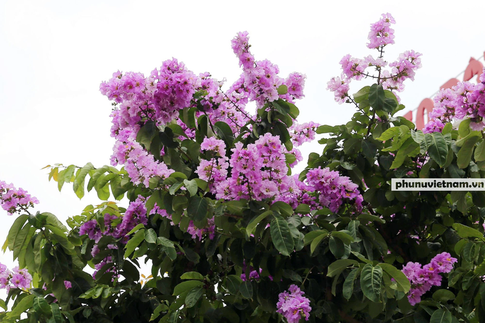 Thời điểm độc nhất trong năm ở Hà Nội: 3 loài hoa cùng bung nở khoe sắc rực rỡ  - Ảnh 2.