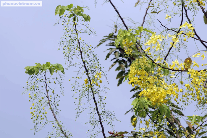 Thời điểm độc nhất trong năm ở Hà Nội: 3 loài hoa cùng bung nở khoe sắc rực rỡ  - Ảnh 7.