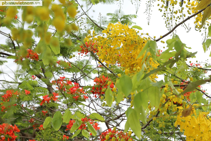 Thời điểm độc nhất trong năm ở Hà Nội: 3 loài hoa cùng bung nở khoe sắc rực rỡ  - Ảnh 8.