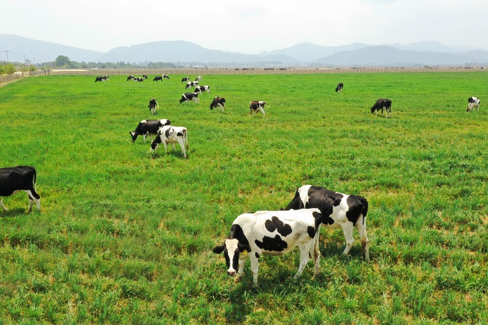 Siêu dự án trang trại của Vinamilk tại Lào sẽ &quot;cho sữa&quot; vào đầu năm 2022 - Ảnh 3.
