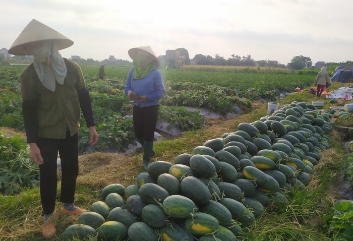 Bắc Ninh: Phụ nữ Lương Tài kết nối, hỗ trợ tiêu thụ nông sản - Ảnh 1.