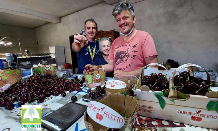 Nông dân Italy lập kỷ lục trồng trái cherry lớn nhất thế giới - Ảnh 1.