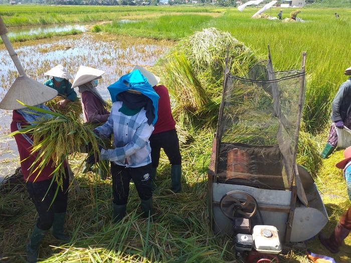 Quảng Ngãi: Hội phụ nữ hỗ trợ các gia đình cách ly y tế thu hoạch nông sản - Ảnh 1.