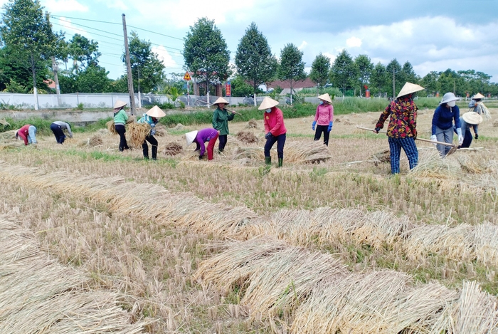 Chị em thu hoạch lúa giúp gia đình hội viên đang cách ly  - Ảnh 1.