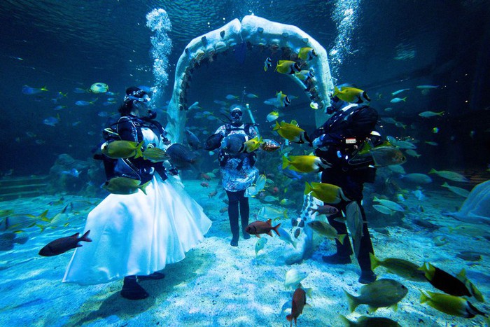 Cặp đôi tổ chức đám cưới dưới thủy cung - Ảnh 2.