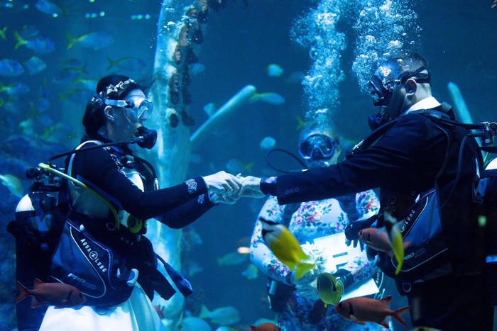 Cặp đôi tổ chức đám cưới dưới thủy cung - Ảnh 1.