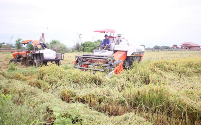 Người dân Quảng Trị và Thừa Thiên Huế thu hoạch hàng nghìn hécta lúa bị ngập úng - Ảnh 2.