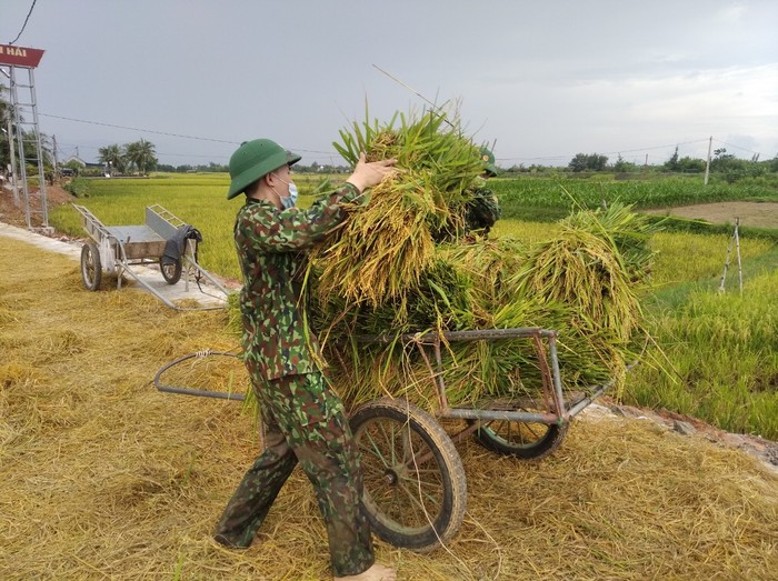 Nghệ An: Bộ đội hỗ trợ người dân gặt lúa chạy mưa lũ - Ảnh 3.