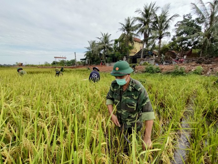 Nghệ An: Bộ đội hỗ trợ người dân gặt lúa chạy mưa lũ - Ảnh 1.
