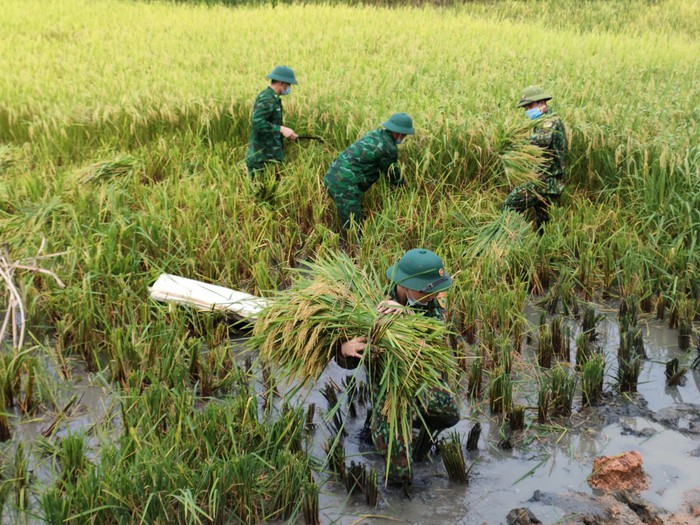 Nghệ An: Bộ đội hỗ trợ người dân gặt lúa chạy mưa lũ - Ảnh 2.