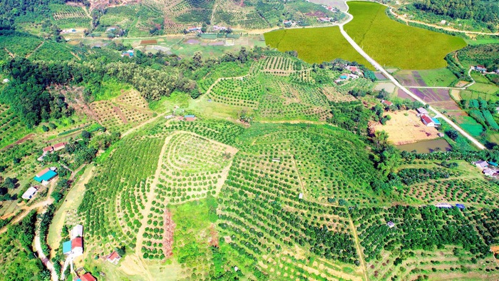 Bờ môi em thơm ngát mật ong rừng - Ảnh 1.