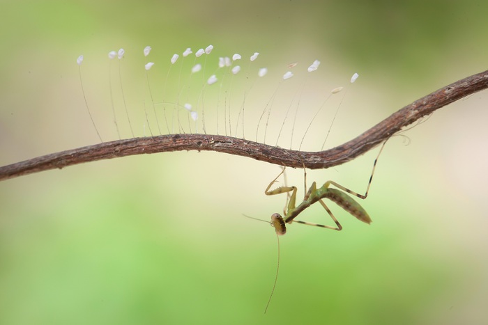 Nhìn cuộc sống qua “kính hiển vi” - Ảnh 5.