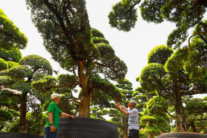 Ngắm vườn tùng la hán lớn bậc nhất Việt Nam của hot Tiktoker “gã đầu bạc&quot;  - Ảnh 2.