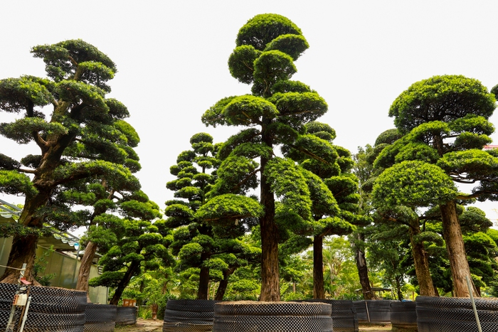 Ngắm vườn tùng la hán lớn bậc nhất Việt Nam của hot Tiktoker “gã đầu bạc&quot;  - Ảnh 4.