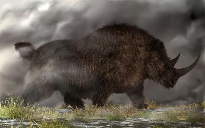 Khám phá loài tê giác cổ đại nặng tới gần 3 tấn với chiếc sừng dài tới 1,5 mét - Ảnh 3.