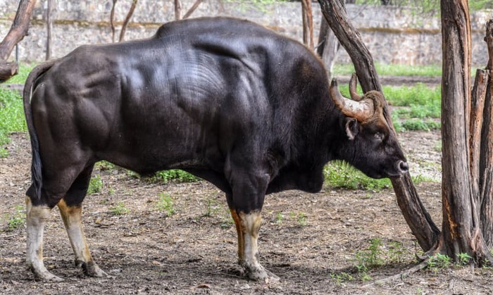 Gaur: Loài lớn nhất và cao nhất trong số các loài gia súc hoang dã - Ảnh 5.