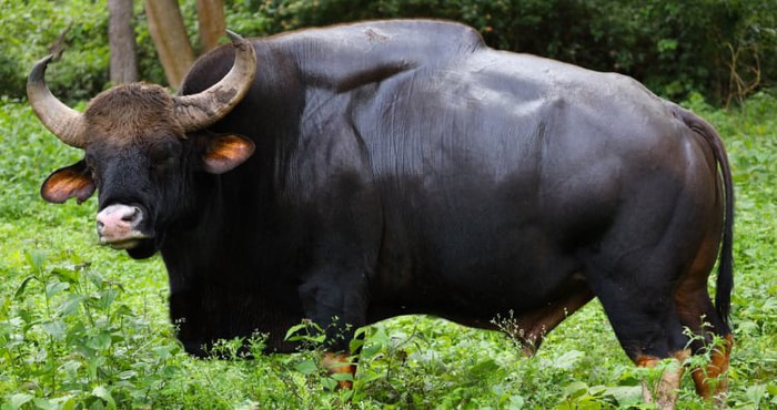 Gaur: Loài lớn nhất và cao nhất trong số các loài gia súc hoang dã - Ảnh 1.